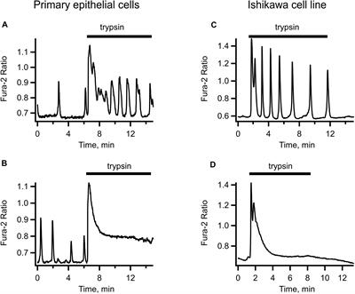 Proteinase Activated Receptors Mediate the Trypsin-Induced Ca2 + Signaling in Human Uterine Epithelial Cells